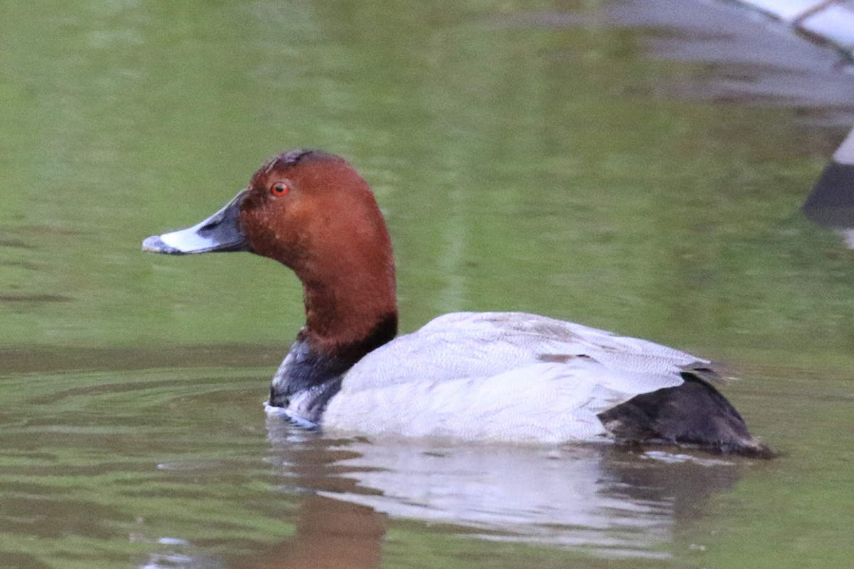 冬の三方五湖は“野鳥の楽園” －専門ガイド付き「冬限定・野鳥観察