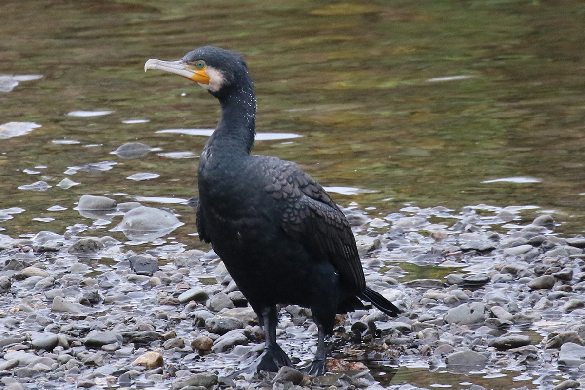 ガ*奨様 神産ノ黄泉鳥アメノトリフネ 冬の三方五湖は“野鳥の楽園” －専門ガイド付き「冬限定・野鳥観察