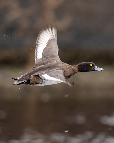 三方五湖ネイチャークルーズのフォトクルーズを開催