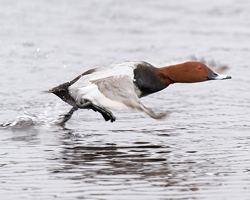 三方五湖ネイチャークルーズのフォトクルーズを開催