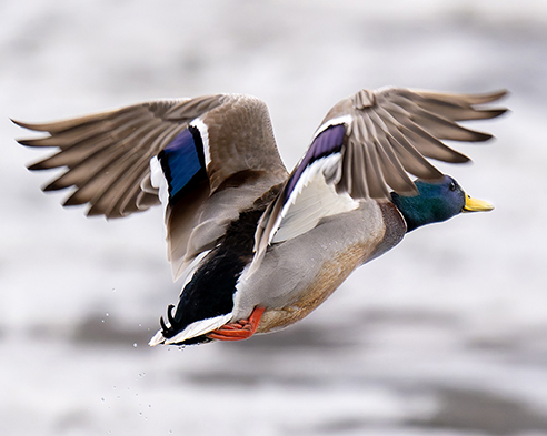 三方五湖ネイチャークルーズのフォトクルーズを開催