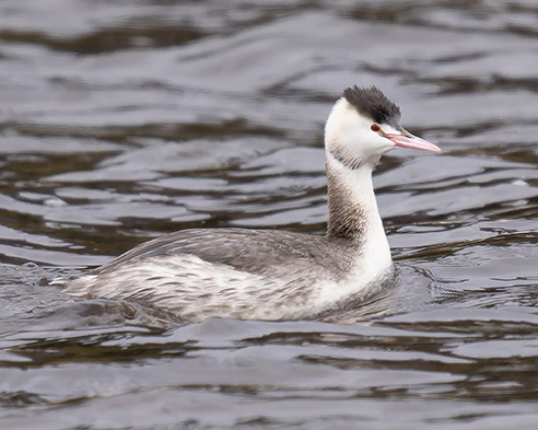 三方五湖ネイチャークルーズのフォトクルーズを開催