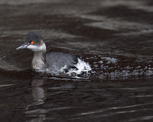 三方五湖ネイチャークルーズのフォトクルーズを開催