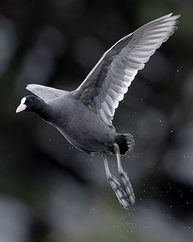 三方五湖ネイチャークルーズのフォトクルーズを開催