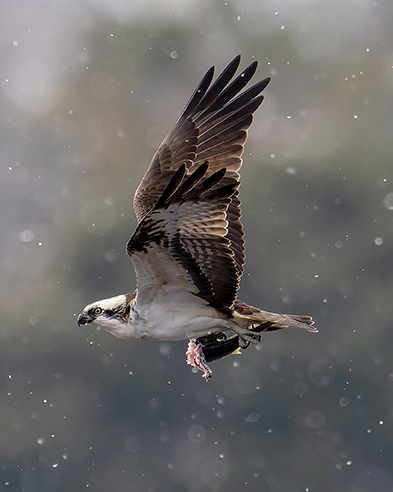 三方五湖ネイチャークルーズのフォトクルーズを開催